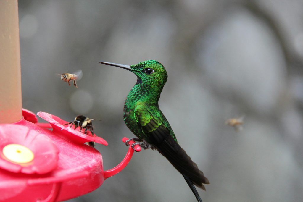 Close-up of a green hummingbird and bees at a feeder in Cartago, Costa Rica.