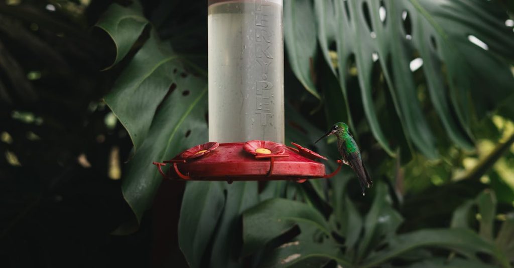 A vibrant hummingbird feeds at a red nectar feeder in a lush tropical rainforest.