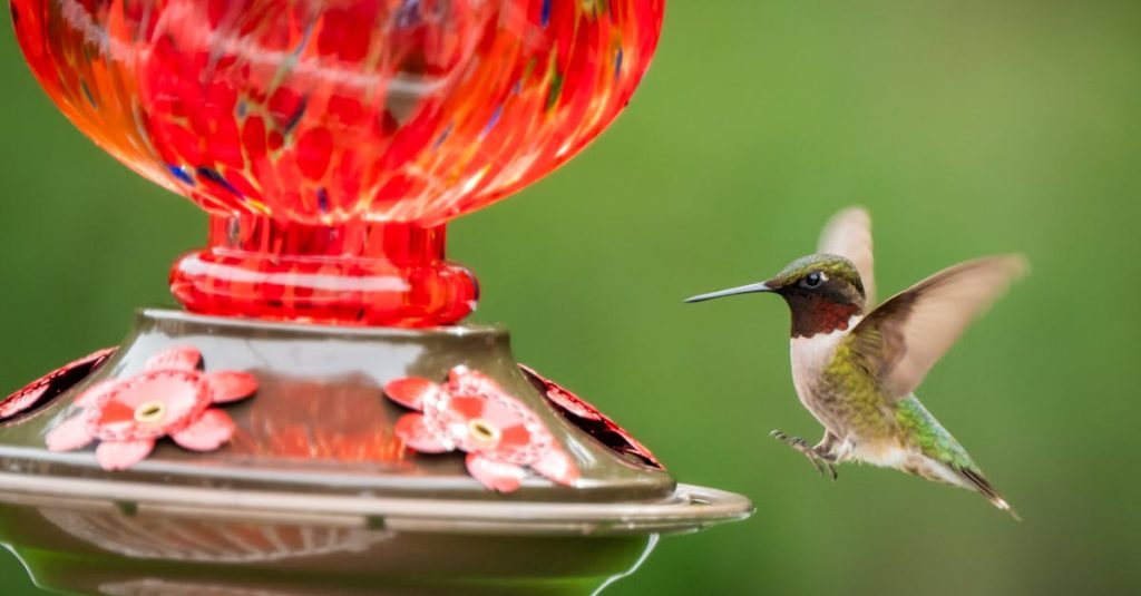 A hummingbird hovers near a colorful glass feeder, showcasing nature's vibrant beauty.